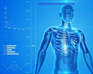 human skeleton 300x240 - Top Apps That Teach Us More About Our Health